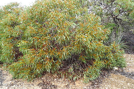 Eucalyptus calcareana p Denzel Murfet Nullarbor NP.
